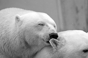 polar-bear-196318_640